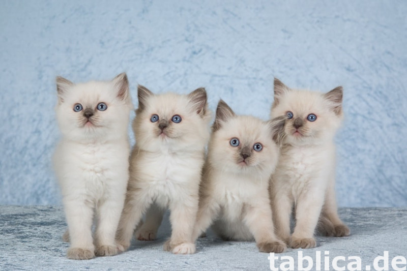 Piękny kociak rasy Ragdoll Ka w kolorze Flash Point już goto 0