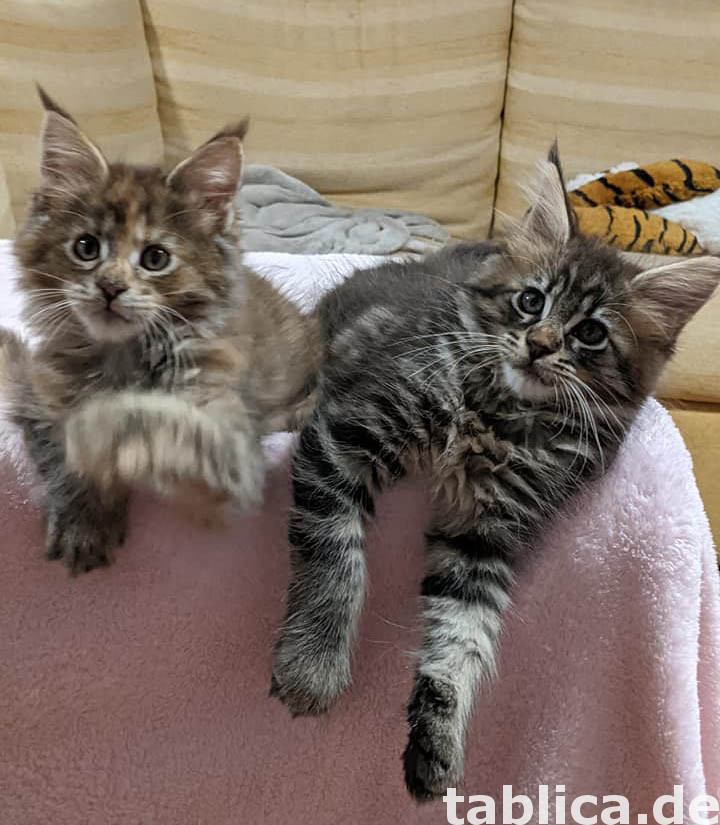 Kocięta Mainecoon 0