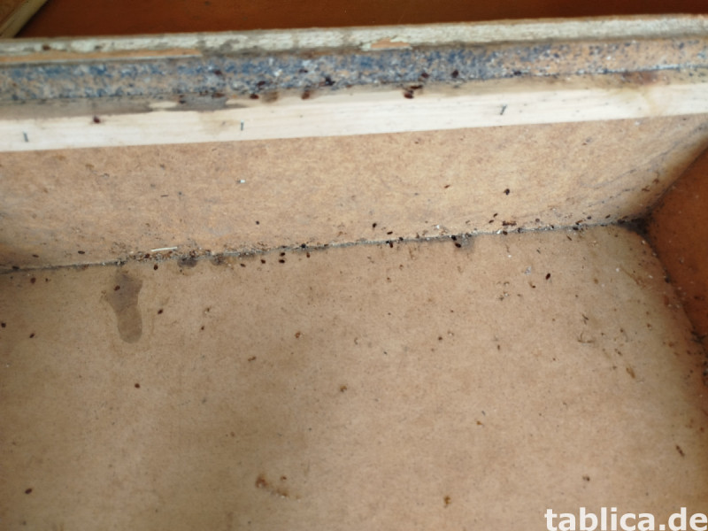 Odpluskwianie, likwidacja pluskiew, dezynsekcja,pest control 11