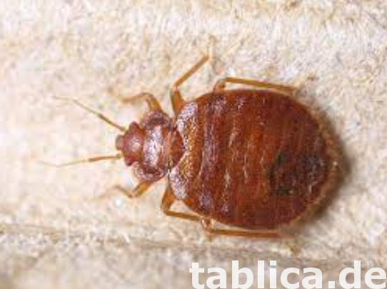 Odpluskwianie, likwidacja pluskiew, dezynsekcja,pest control 17