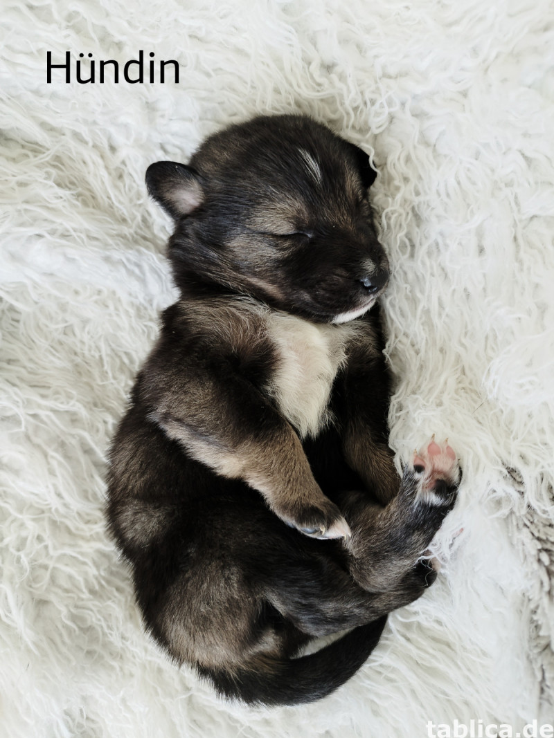 Welpen  4