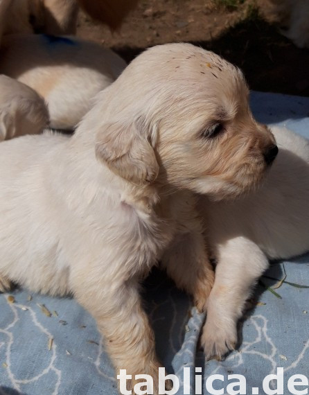 Szczenięta Golden Retriever 0