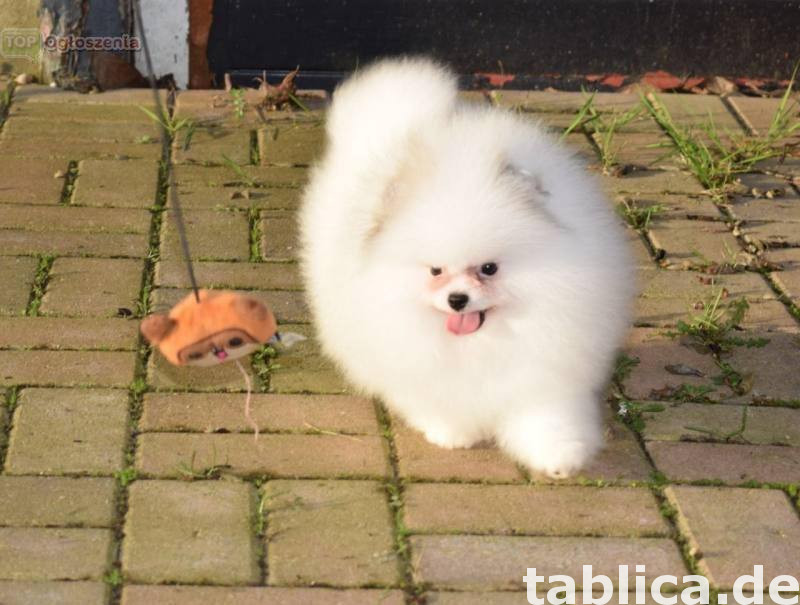 Rasowe szczenięta szpica miniaturowego (Pomeranian)  Kontakt 0