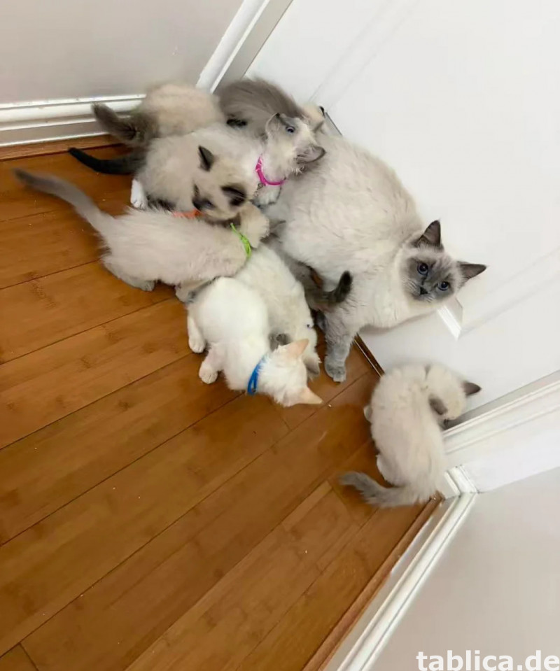 prachtige Ragdoll-kittens 0