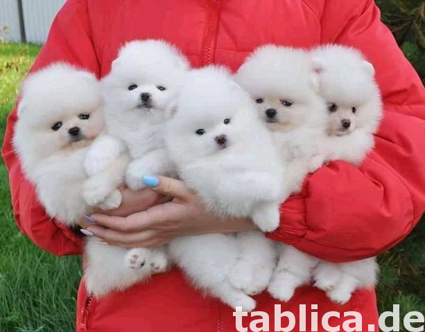 Szczenięta pomeraniana ZA DARMO 0