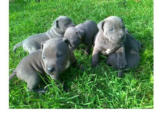 Szczenięta American Blue-Line Pit Bull Terrier 0